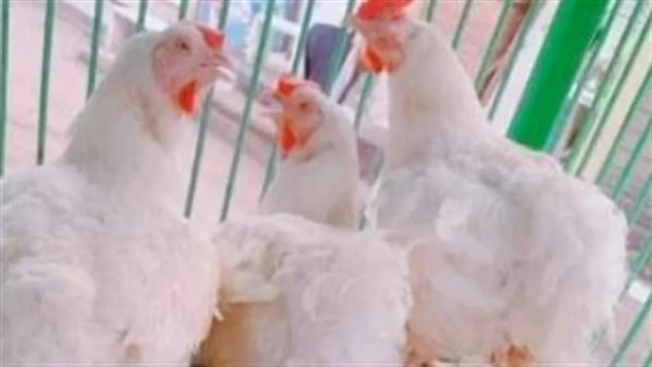 تغيرات الأسعار.. بورصة الدواجن اليوم تسجل مستويات جديدة للمستهلك في الأسواق